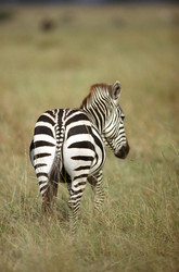 Similar image 8031424