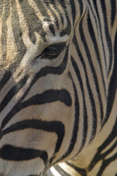 Similar image 8031429