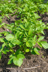 Similar image 8034306