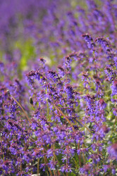 Similar image 8034581