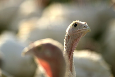 Similar image 8034602