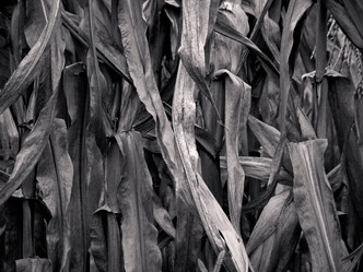 Similar image 8034768