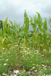 Similar image 8034850