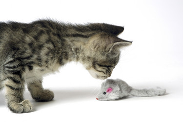 Similar image 8035083