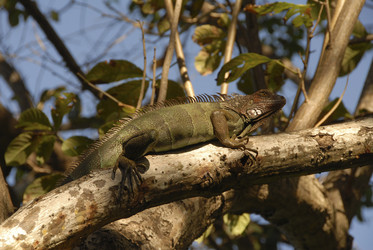 Similar image 8035411