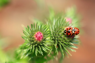 Similar image 8035587