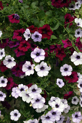 Similar image 8037558