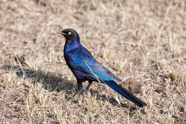 Similar image 8037738