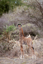 Similar image 8038078