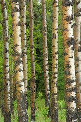 Similar image 8038373