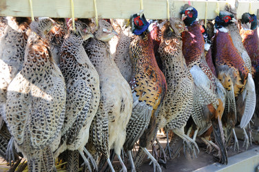 Similar image 8038400