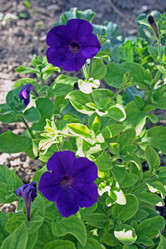 Similar image 8038445