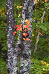 Similar image 8038545