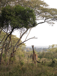 Similar image 8038759