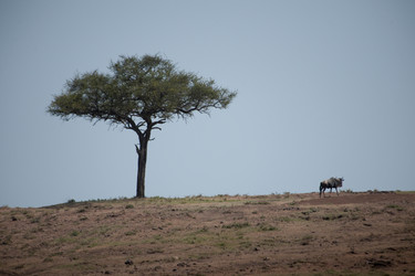 Similar image 8039288