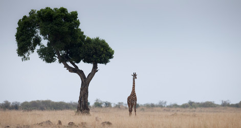 Similar image 8039604