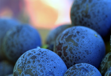 Similar image 8040006