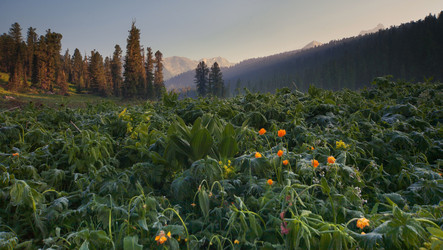 Similar image 8046136