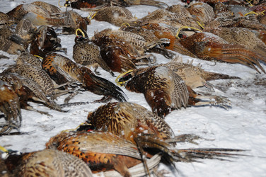 Similar image 8073371