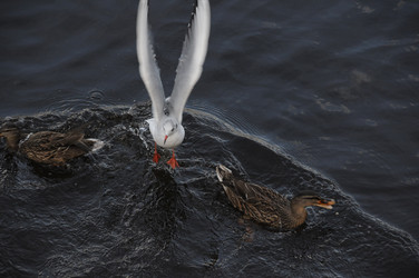 Similar image 8073541