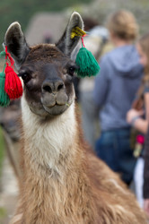 Similar image 8073750