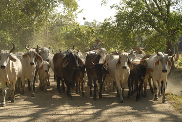 Similar image 8073799