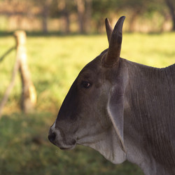 Similar image 8073952