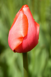 Similar image 8074304