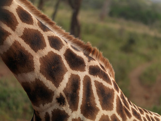 Similar image 8074349