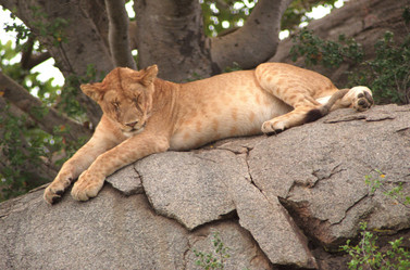 Similar image 8074855