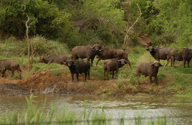 Similar image 8074989