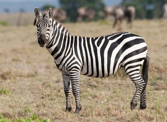 Similar image 8075053