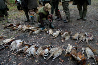 Similar image 8075082