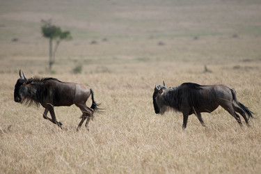 Similar image 8075341