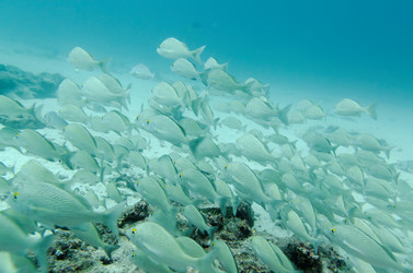 Similar image 8075432