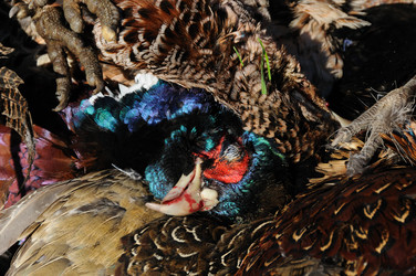 Similar image 8075436