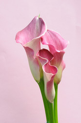 Similar image 8075741