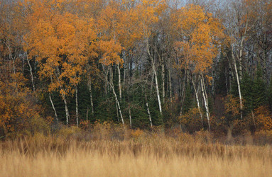 Similar image 8076018