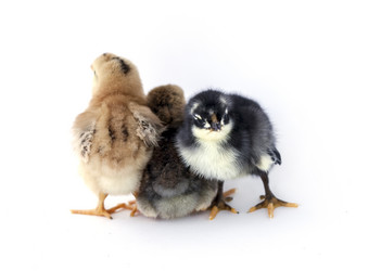 Similar image 8091492