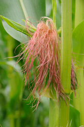 Similar image 8093839