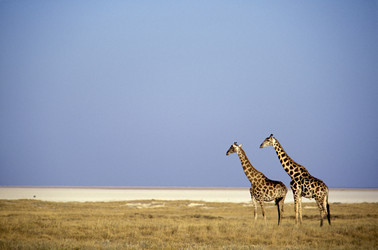 Similar image 8093932