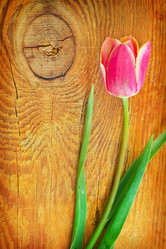 Similar image 8094093