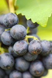 Similar image 8096368