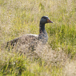 Similar image 8096645