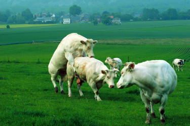 Similar image 8096732