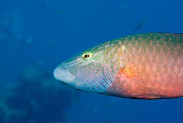 Similar image 8096739