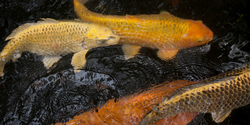 Similar image 8096786