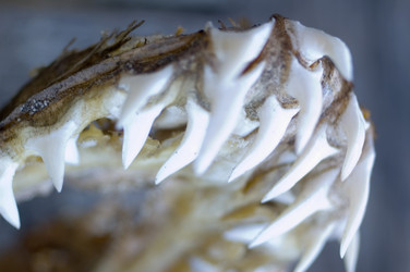 Similar image 8097119