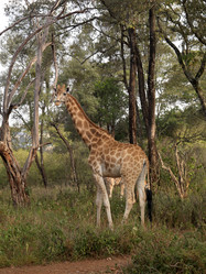 Similar image 8097264