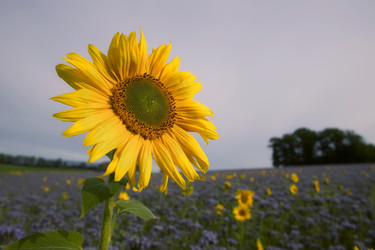 Similar image 8097353